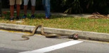 La pelea en plena calle entre una pitón y una cobra arrasa en Internet