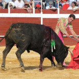 Dolor animal (I): el origen de los derechos de los animales