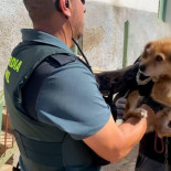 Rescatados 80 animales que sufrían maltrato animal en Gran Canaria