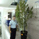 Roba una planta de marihuana de 3 metros y lo detienen cuando se la quería llevar en autobús [CAT]