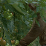 The Guardian denuncia la “esclavitud moderna” en Almería [ENG]