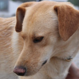 Los humanos no son herbívoros [eng]