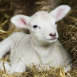 Francia investiga la venta de carne de un cordero con ADN de medusa
