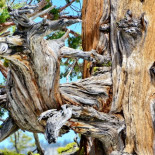 Los deslumbrantes paisajes de Yosemite