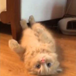 Gatete limpiando bajo el sillón