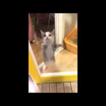 Un gato muy emocionado por la llegada de su dueño