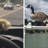 Un hombre rescató una cría de ganso hace 2 años y se han vuelto inseparables [EN]