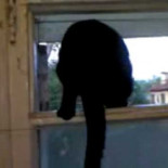 Gato ladrando, que cuando ve que le han pillado, se pone a maullar