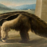 Cuando Madrid fue la Corte de los elefantes y los osos hormigueros