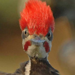 ¿Por qué el pájaro carpintero no sufre lesiones cerebrales?