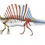 El mayor dinosaurio carnívoro era semiacuático y comía tiburones