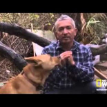 Limpieza étnica marroquí en el Sahara Occidental