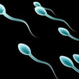 La eyaculación frecuente en el hombre disminuye el riesgo de cáncer de próstata