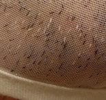 Mascarillas transparentes homologadas por un laboratorio expedientado que no protegen contra el COVID