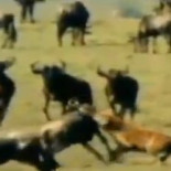 El Madrid denunciará a TV3 por comparar a su equipo con hienas