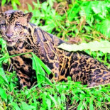 Un nuevo felino en Borneo