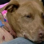 Un pitbull salva la vida de una mujer al apartarla de las vías del tren