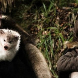 Mascota veo, mascota quiero: cinco razas olvidadas tras su éxito en pantalla